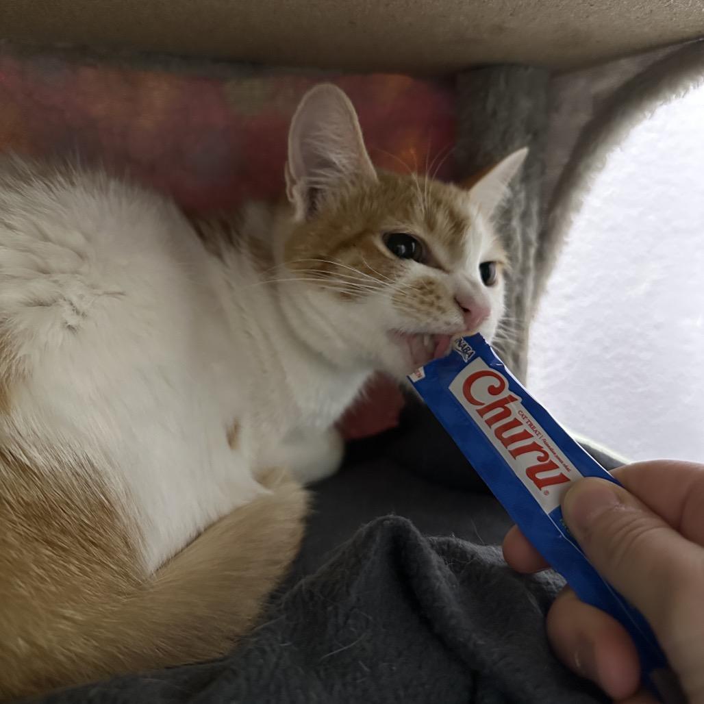 Enlarge Sir Sriracha, a Adoptable Domestic Short Hair in Titusville, FL image 5/6