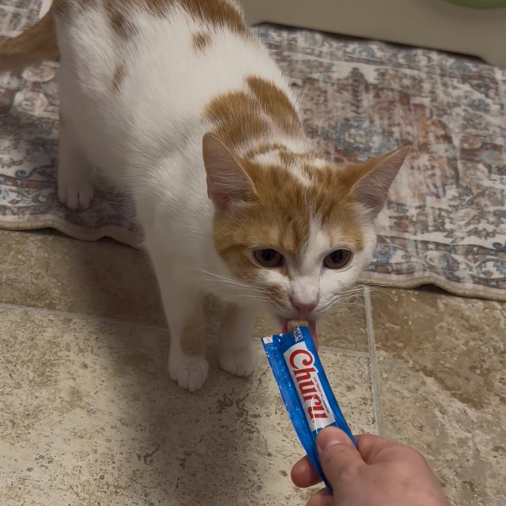 Enlarge Sir Sriracha, a Adoptable Domestic Short Hair in Titusville, FL image 6/6