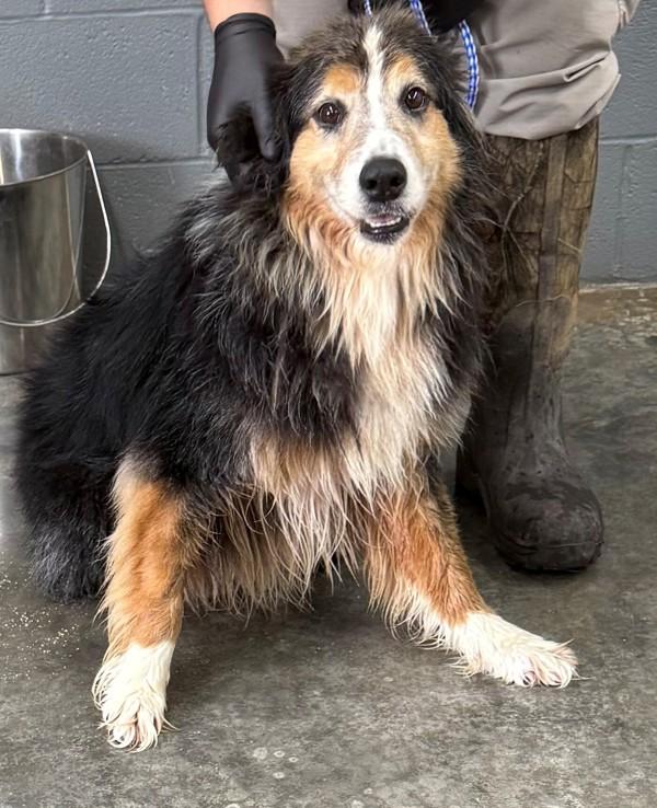 Diego, Adoptable, Adult Male Australian Shepherd.