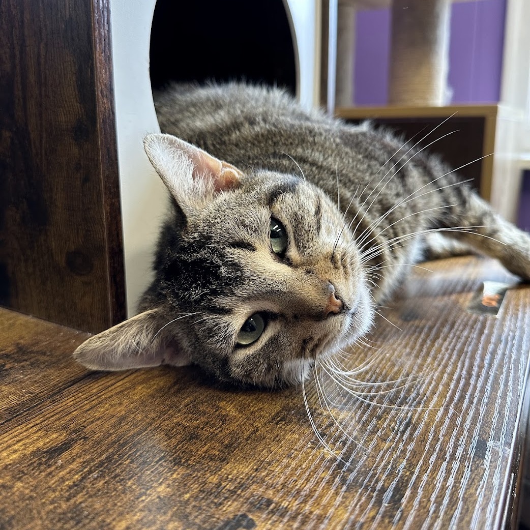 Cat for adoption Bubz, a Domestic Short Hair in Kalamazoo, MI Petfinder