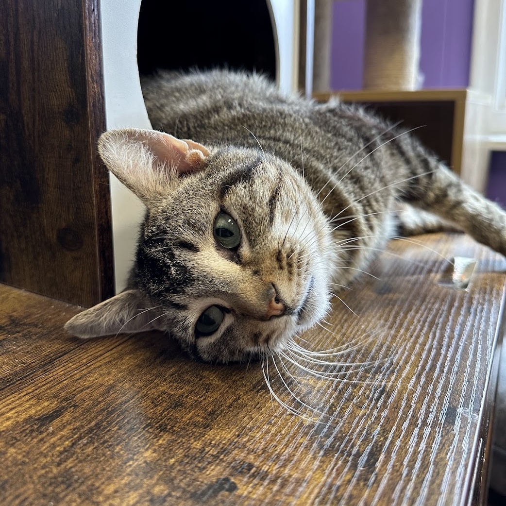 Cat for adoption Bubz, a Domestic Short Hair in Kalamazoo, MI Petfinder