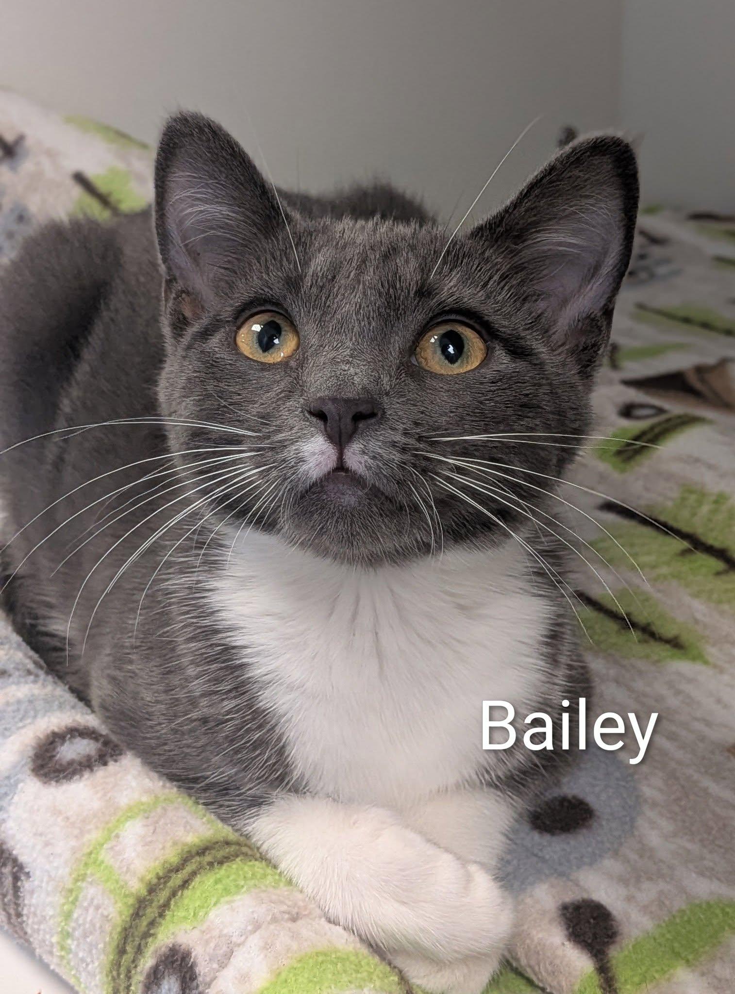 Bailey, adopted, Young Female Domestic Short Hair.