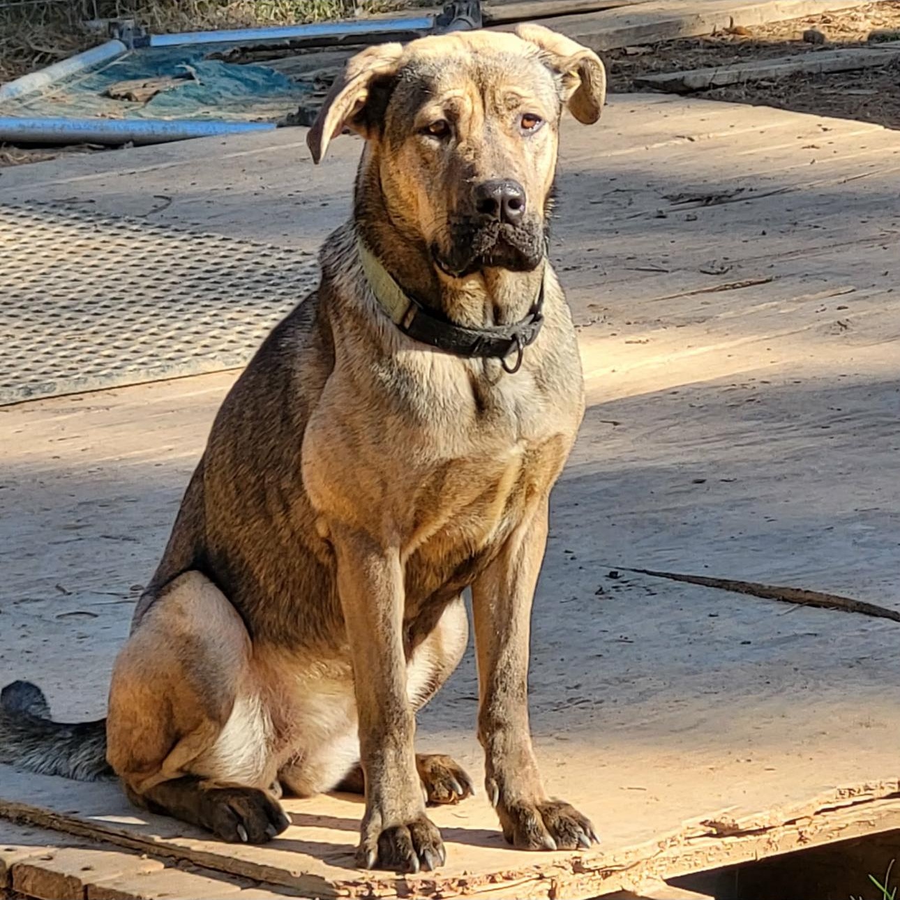 Trina, Adoptable, Adult Female German Shepherd Dog & Labrador Retriever.
