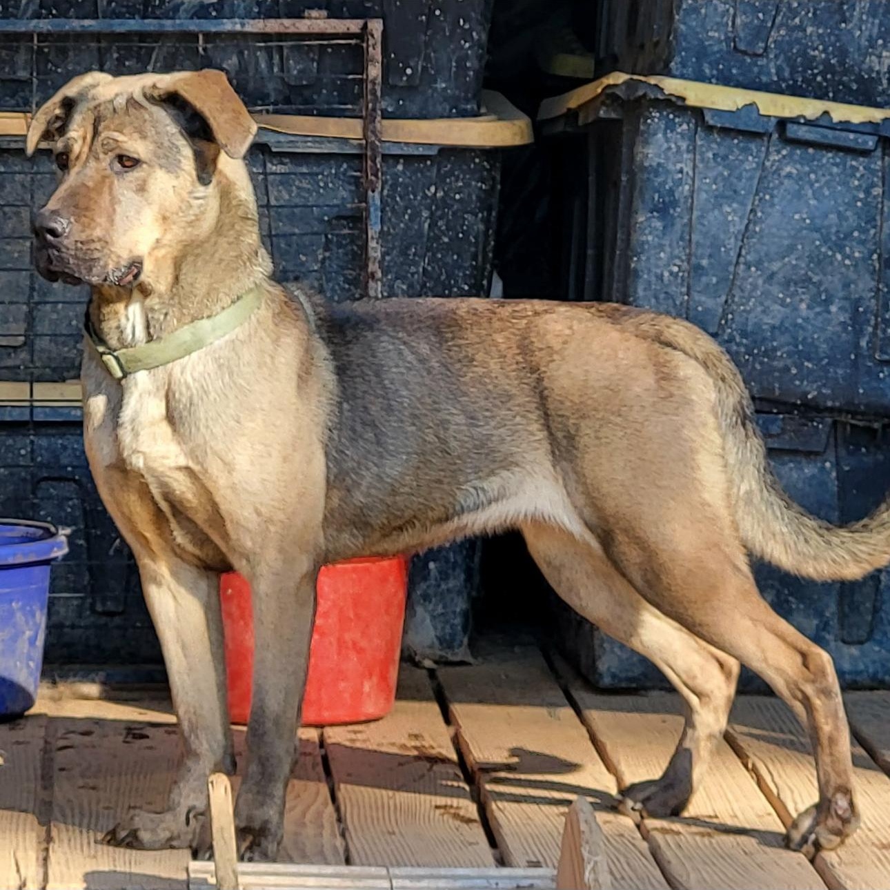 Enlarge Trina, a Adoptable mixed breed in CUMMING, GA image 2/2
