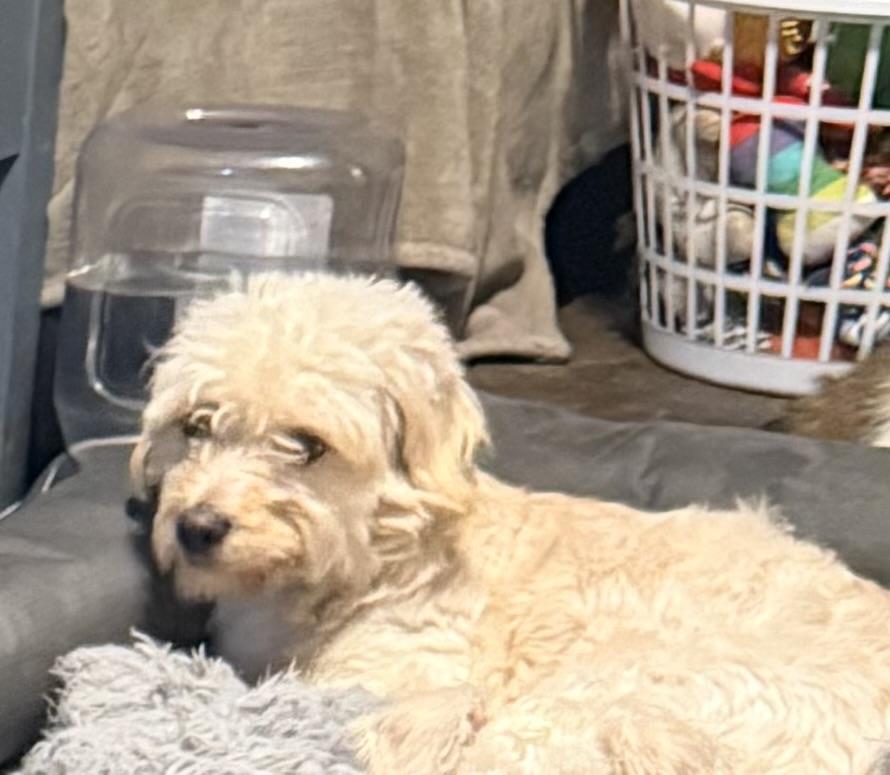 Enlarge Nova, a ADOPTABLE mixed breed in valley springs, CA image 1/1