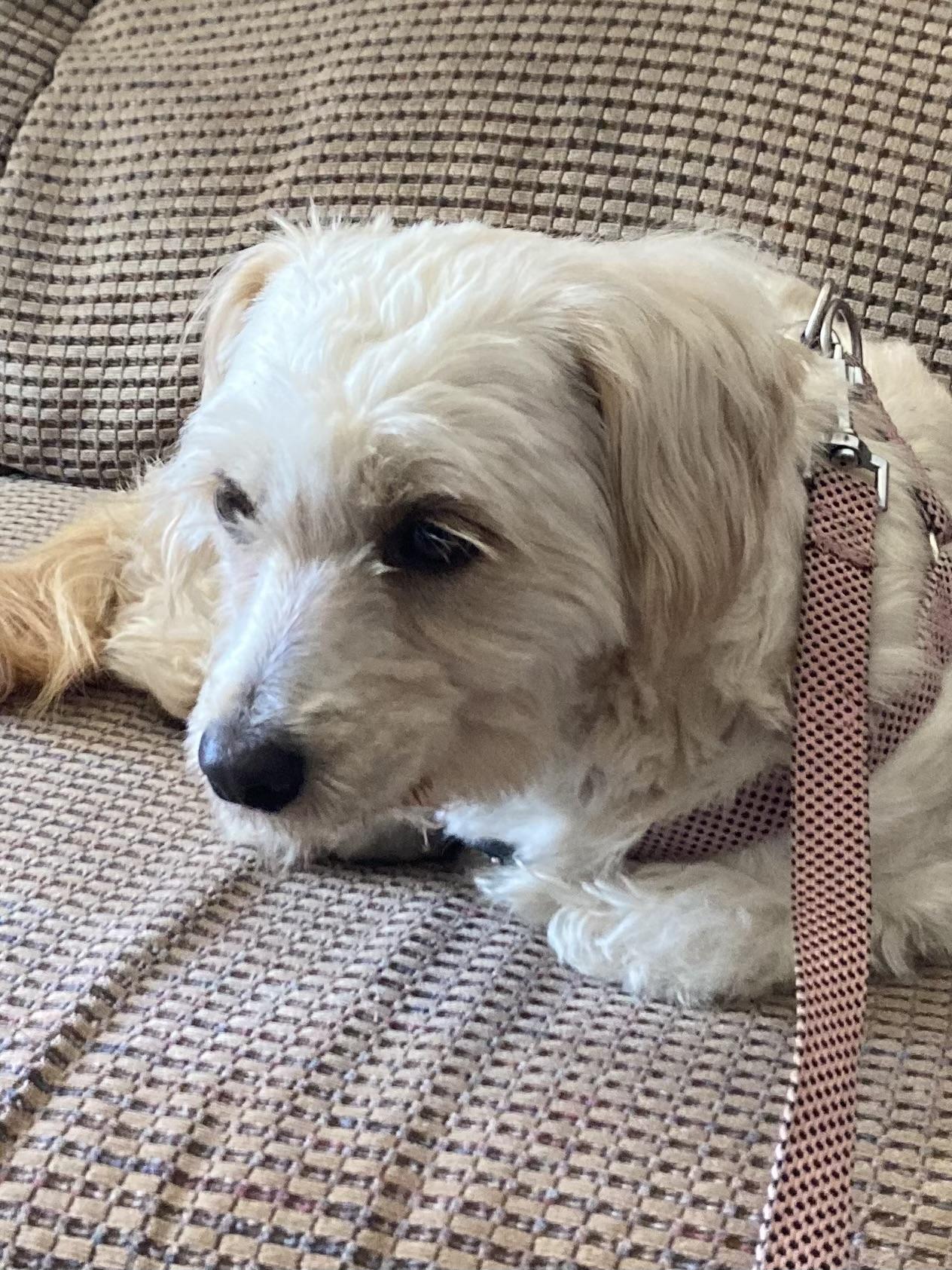 Nova, a ADOPTABLE mixed breed in valley springs, CA image 1/4