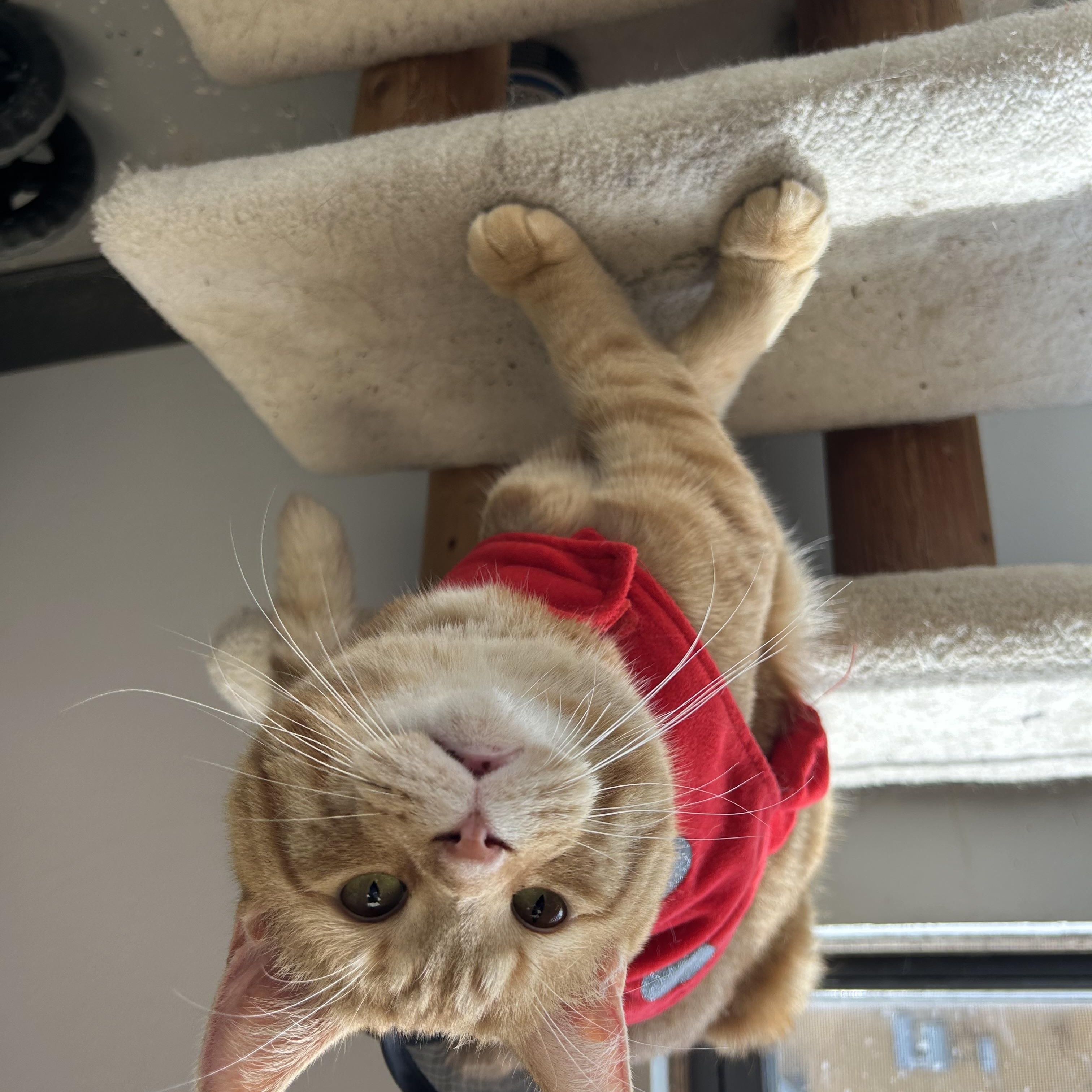 Cruiser, a Adoptable Domestic Short Hair in Lansing, MI image 2/6