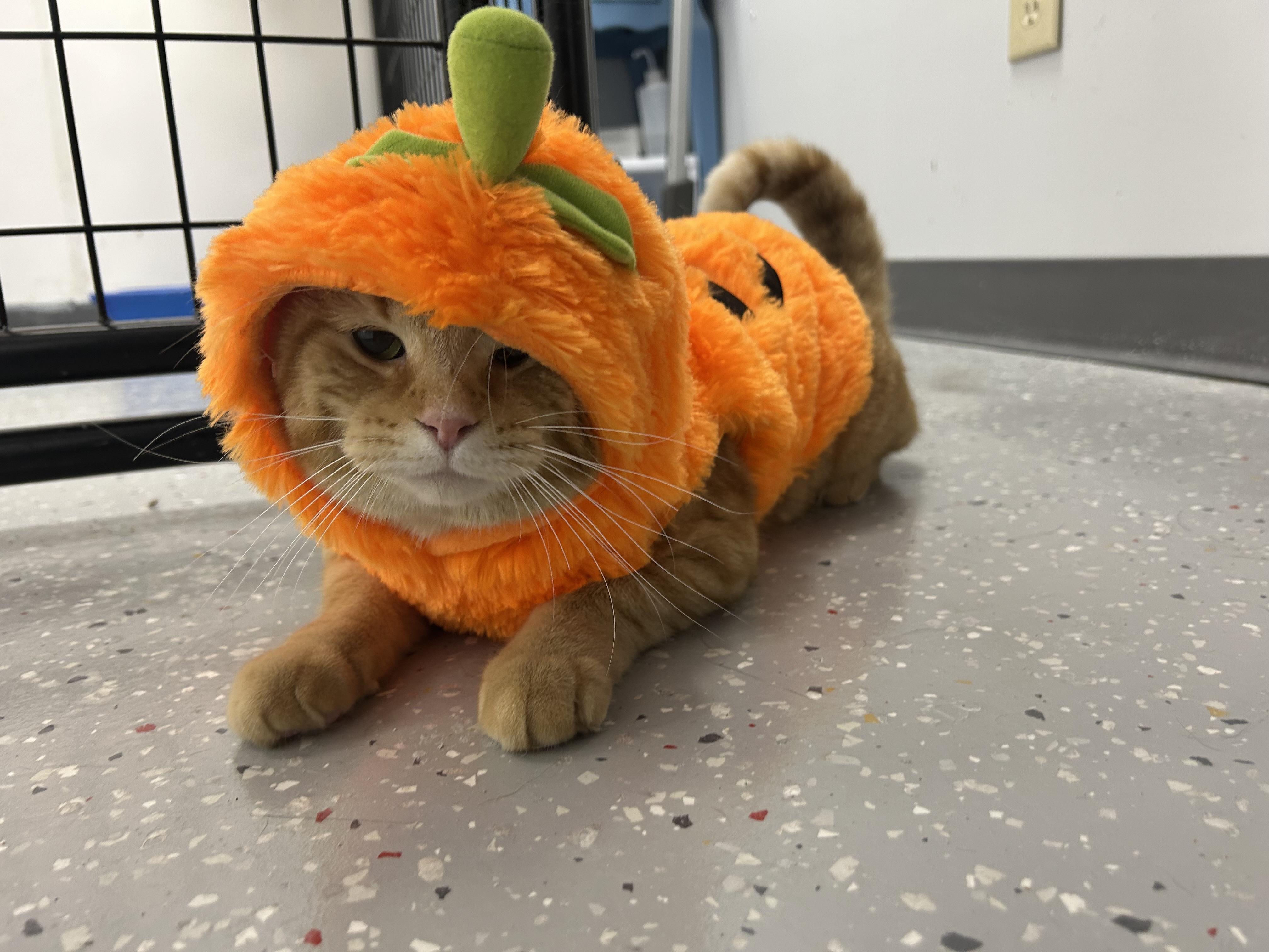 Cruiser, a Adoptable Domestic Short Hair in Lansing, MI image 3/6