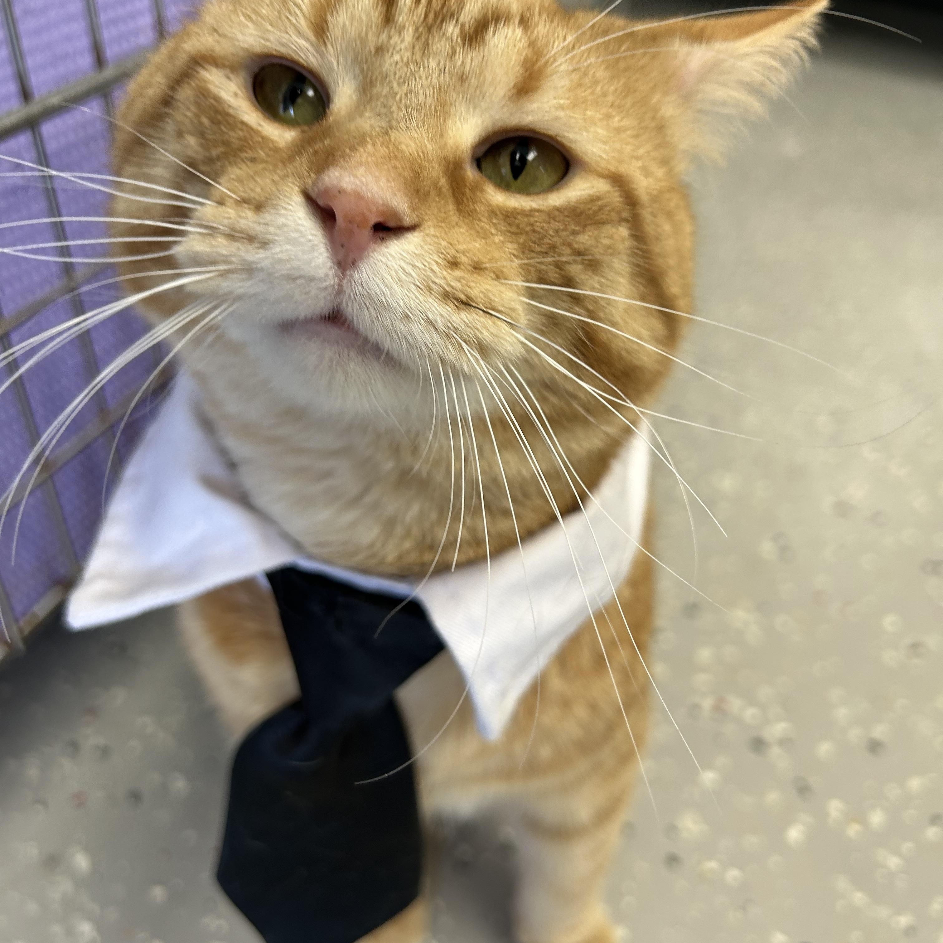 Cruiser, Adoptable, Adult Male Domestic Short Hair.