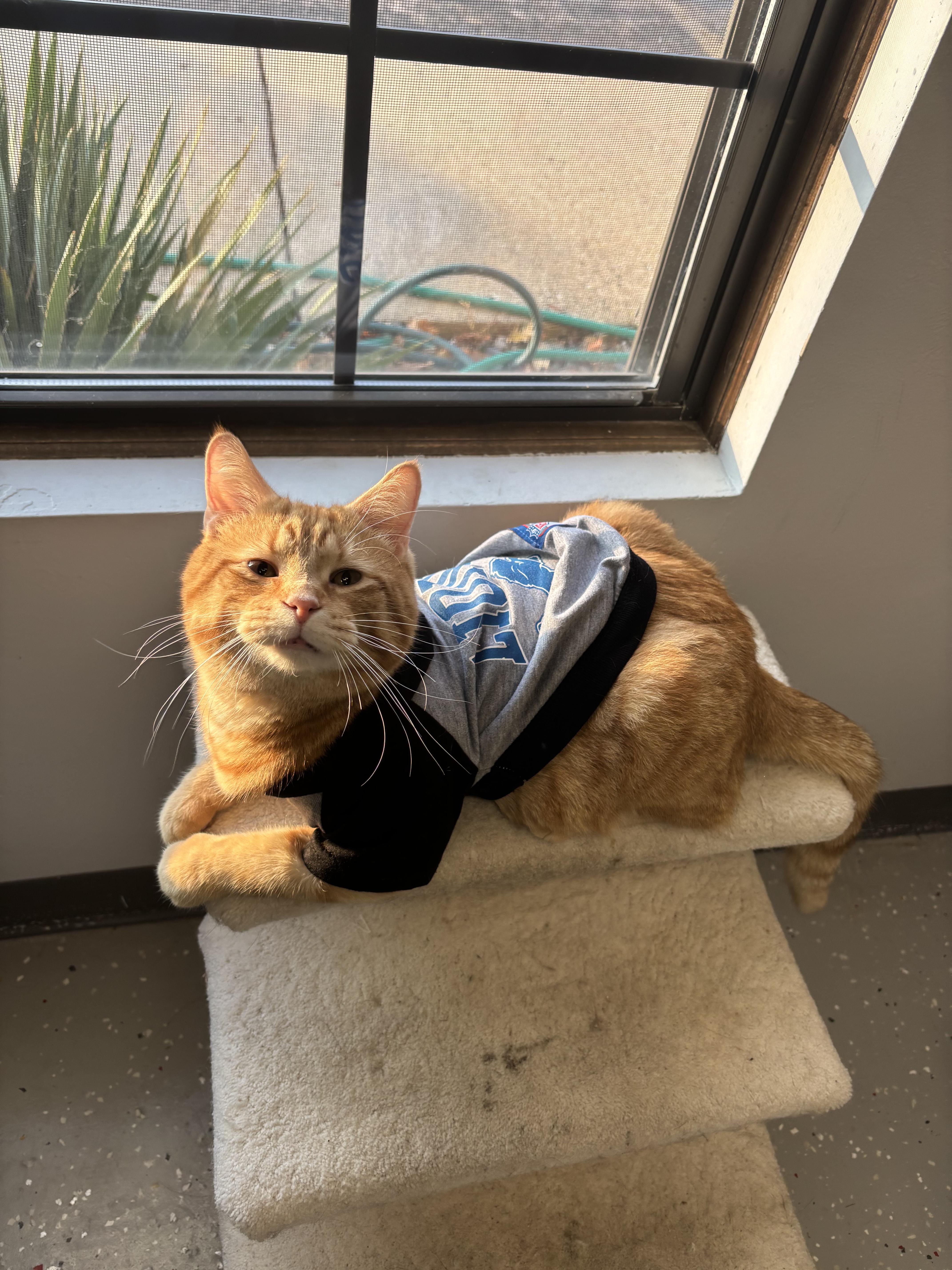 Cruiser, a Adoptable Domestic Short Hair in Lansing, MI image 4/6