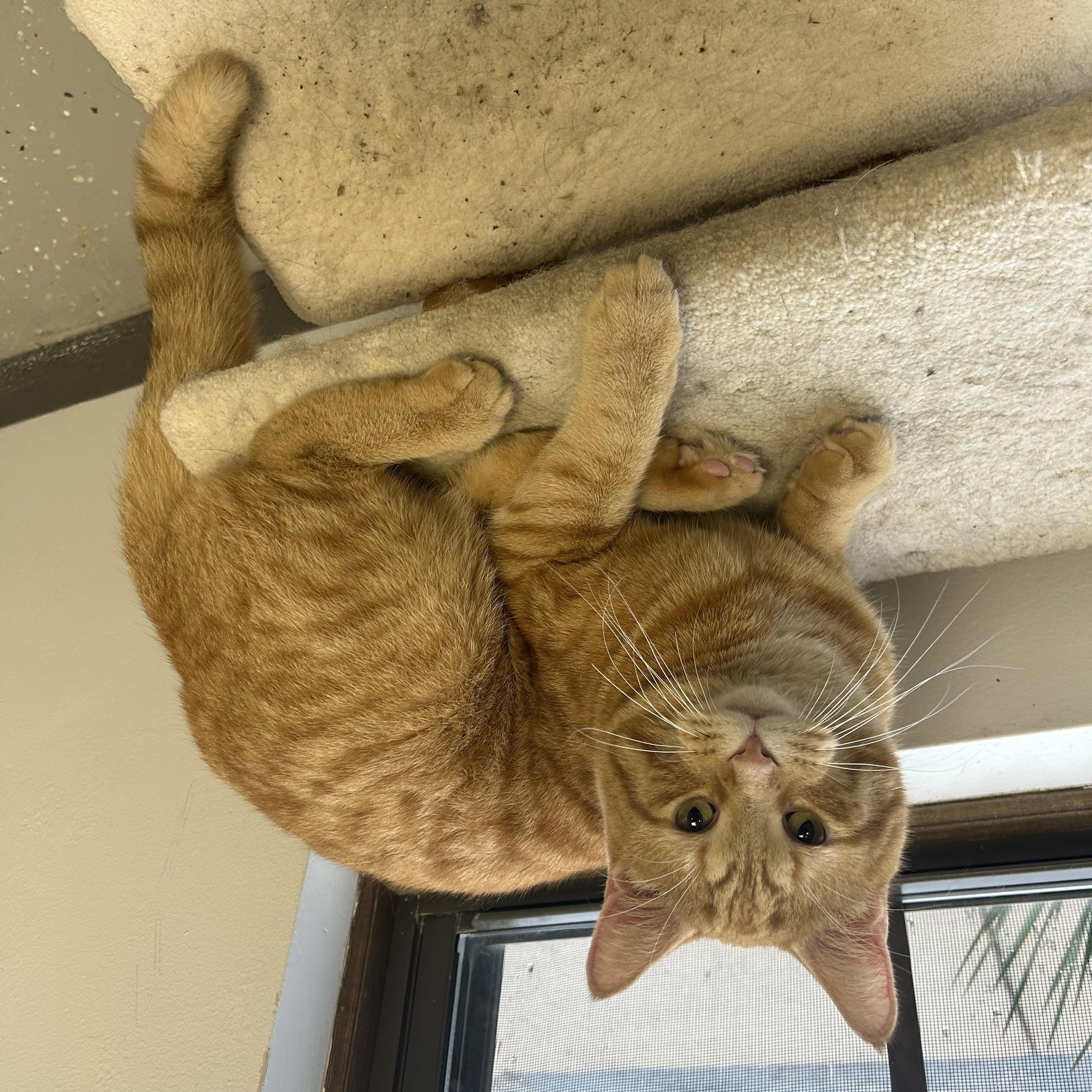 Cruiser, a Adoptable Domestic Short Hair in Lansing, MI image 5/6