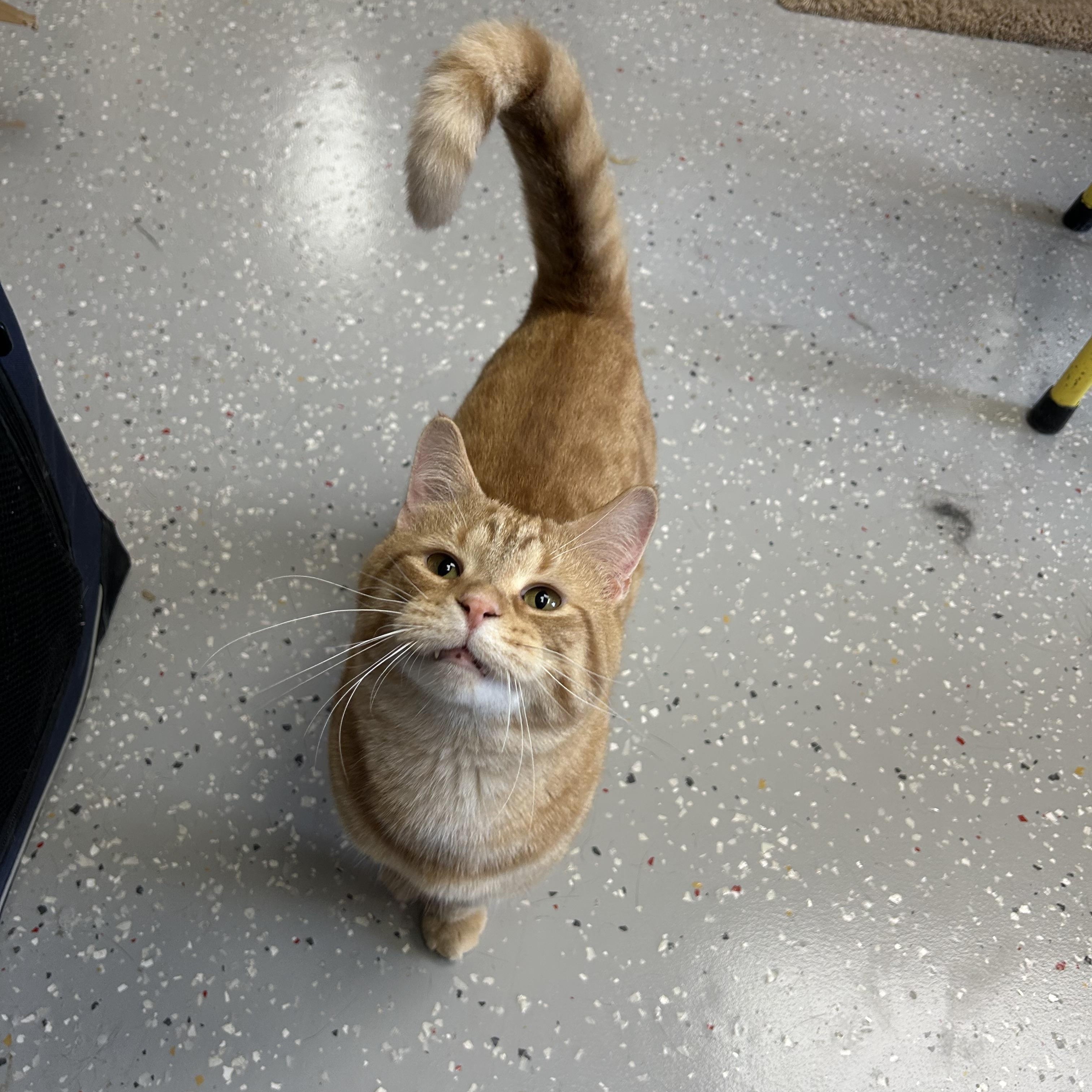 Cruiser, a Adoptable Domestic Short Hair in Lansing, MI image 6/6