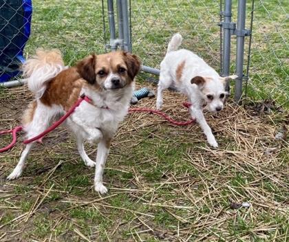 Enlarge Roxie, a Adoptable mixed breed in Hobart, IN image 1/3