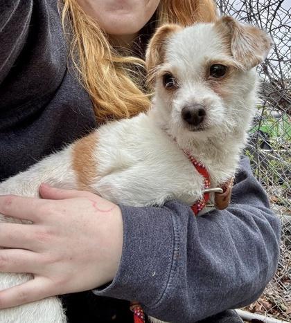 Enlarge Roxie, a Adoptable mixed breed in Hobart, IN image 2/3