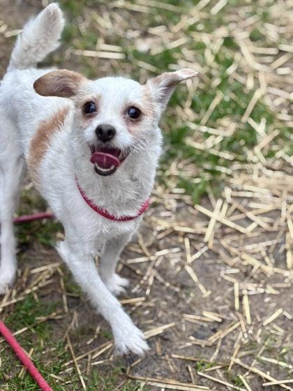 Enlarge Roxie, a Adoptable mixed breed in Hobart, IN image 3/3