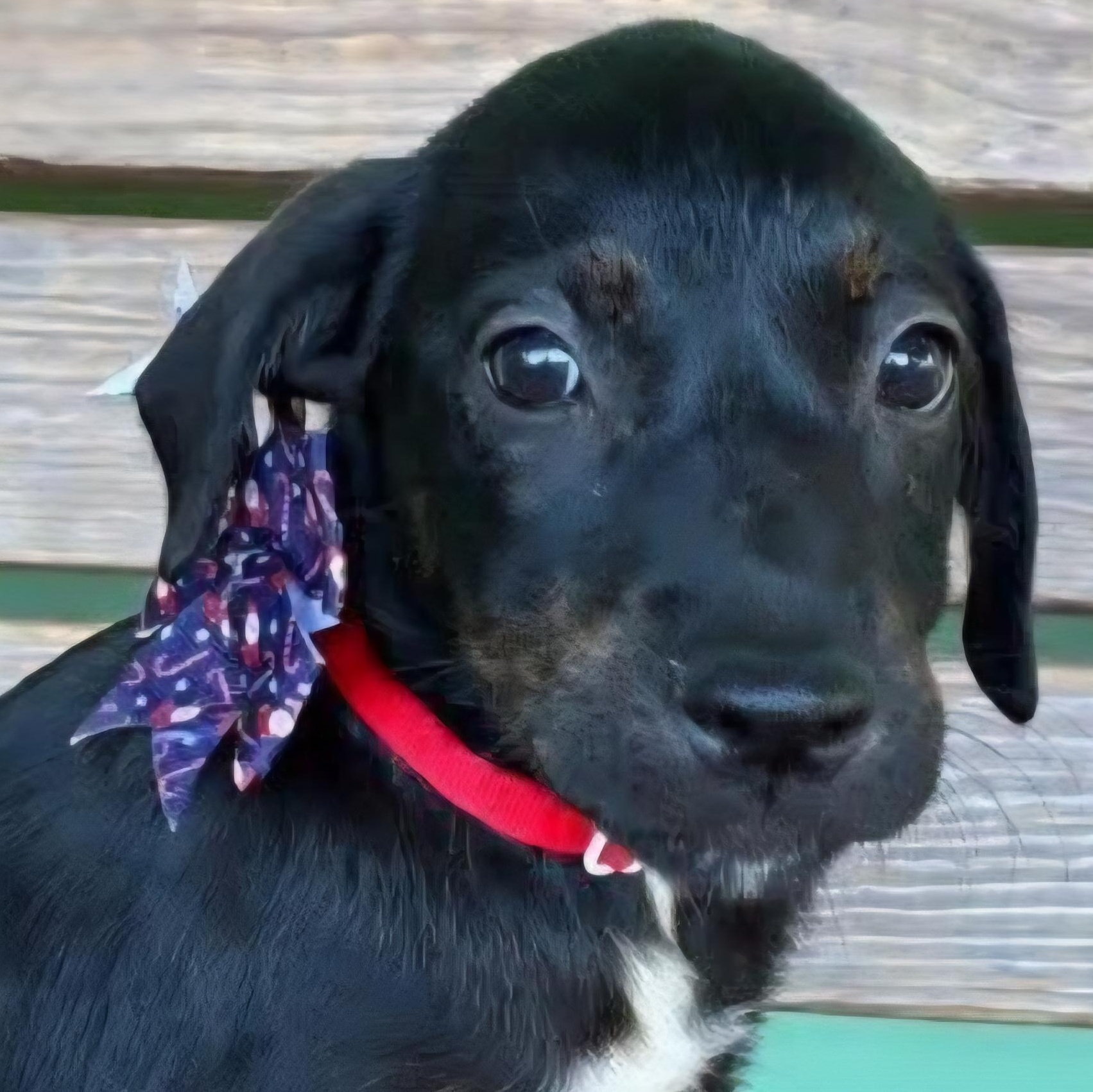 Whitney "the Cuteness Litter