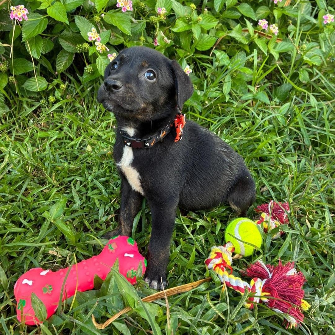 Whitney "the Cuteness Litter thumbnail 3