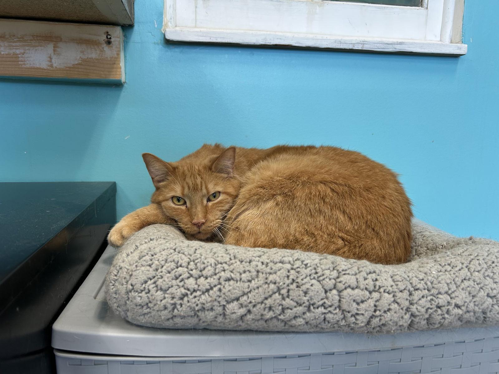 Remy, Adopted, Adult Male Domestic Short Hair & Tabby.