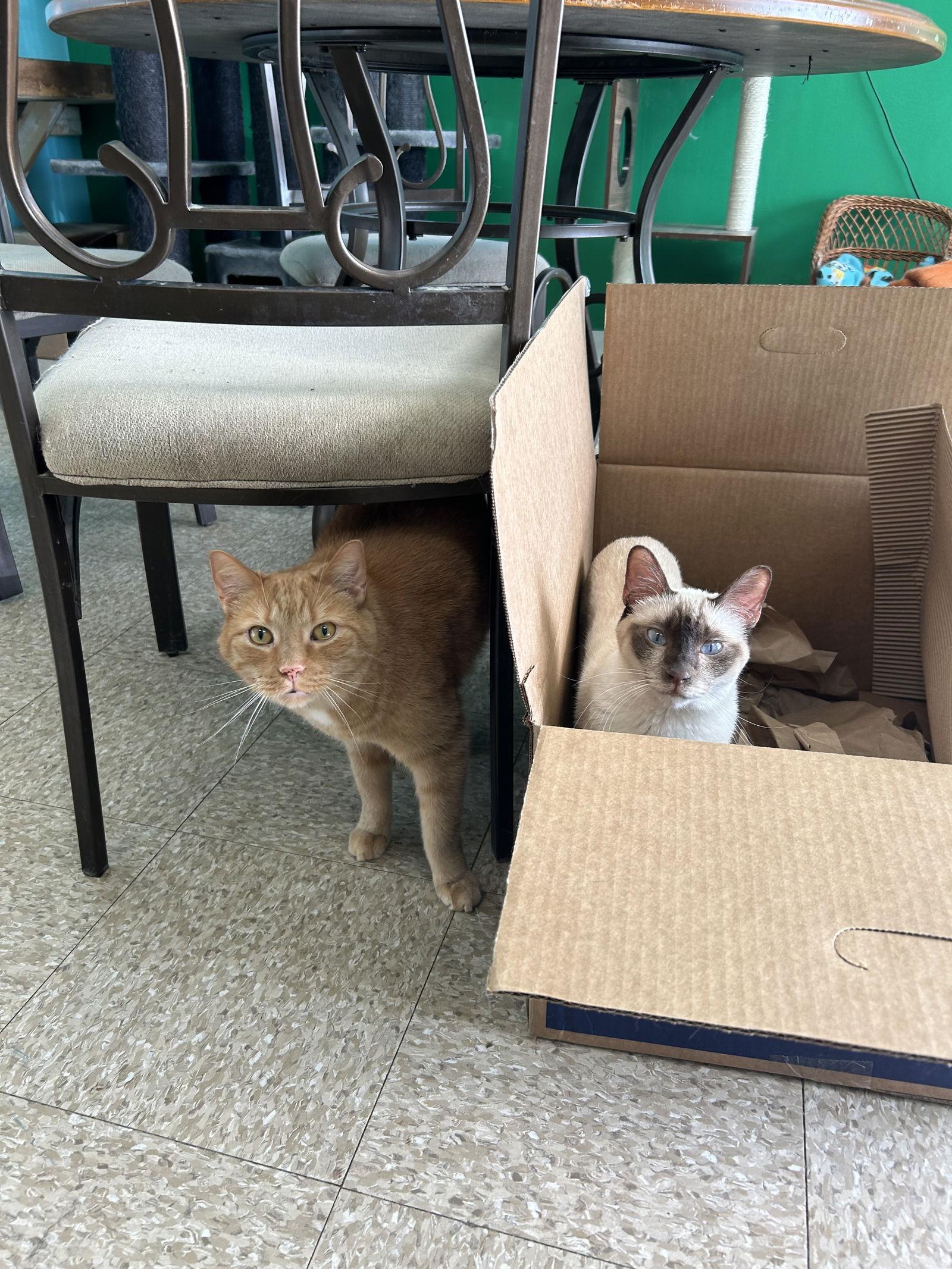 Remy, a Adopted mixed breed in Columbus, OH image 2/3