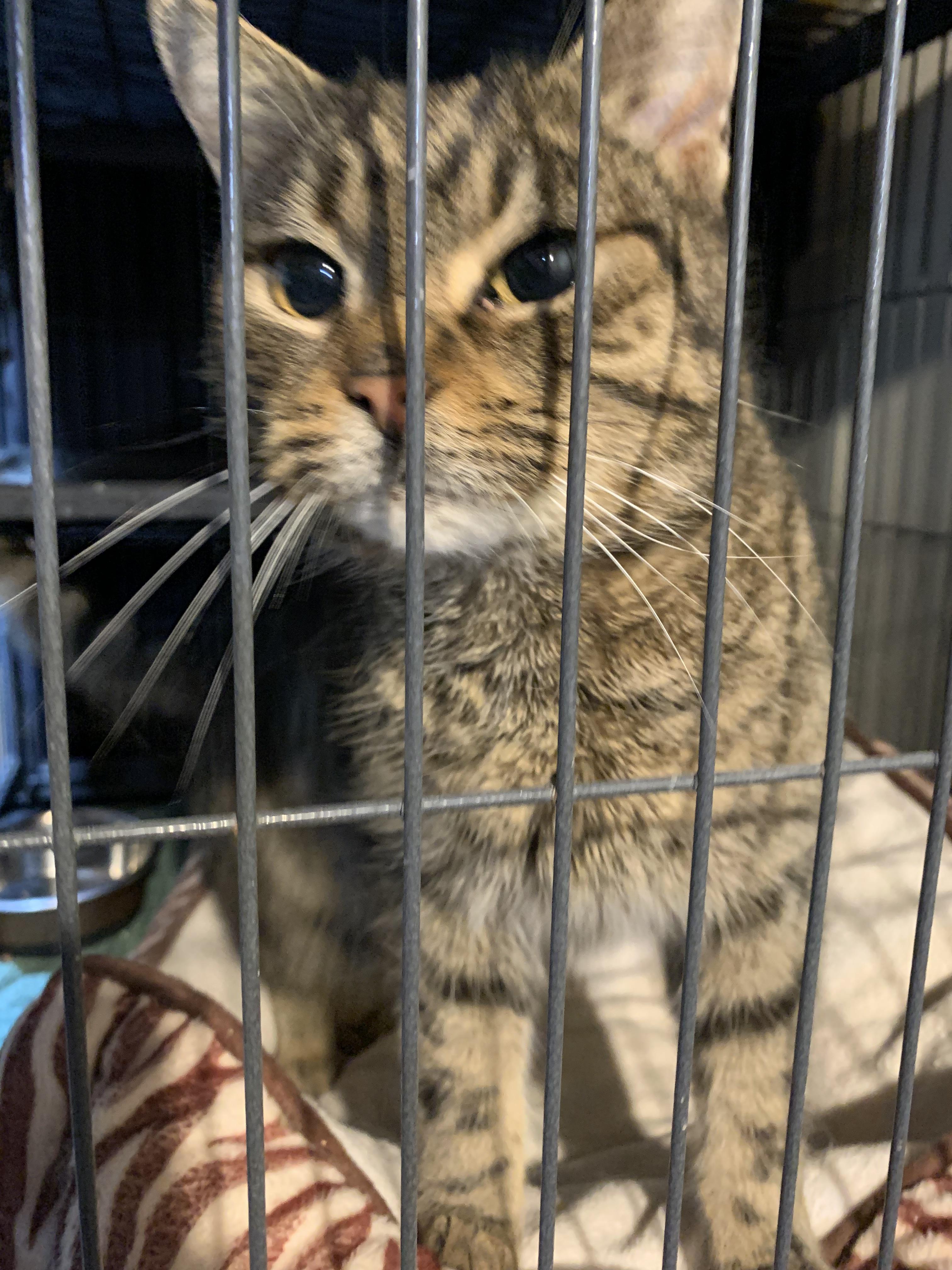 Sabrina, Adoptable, Adult Female Domestic Short Hair.