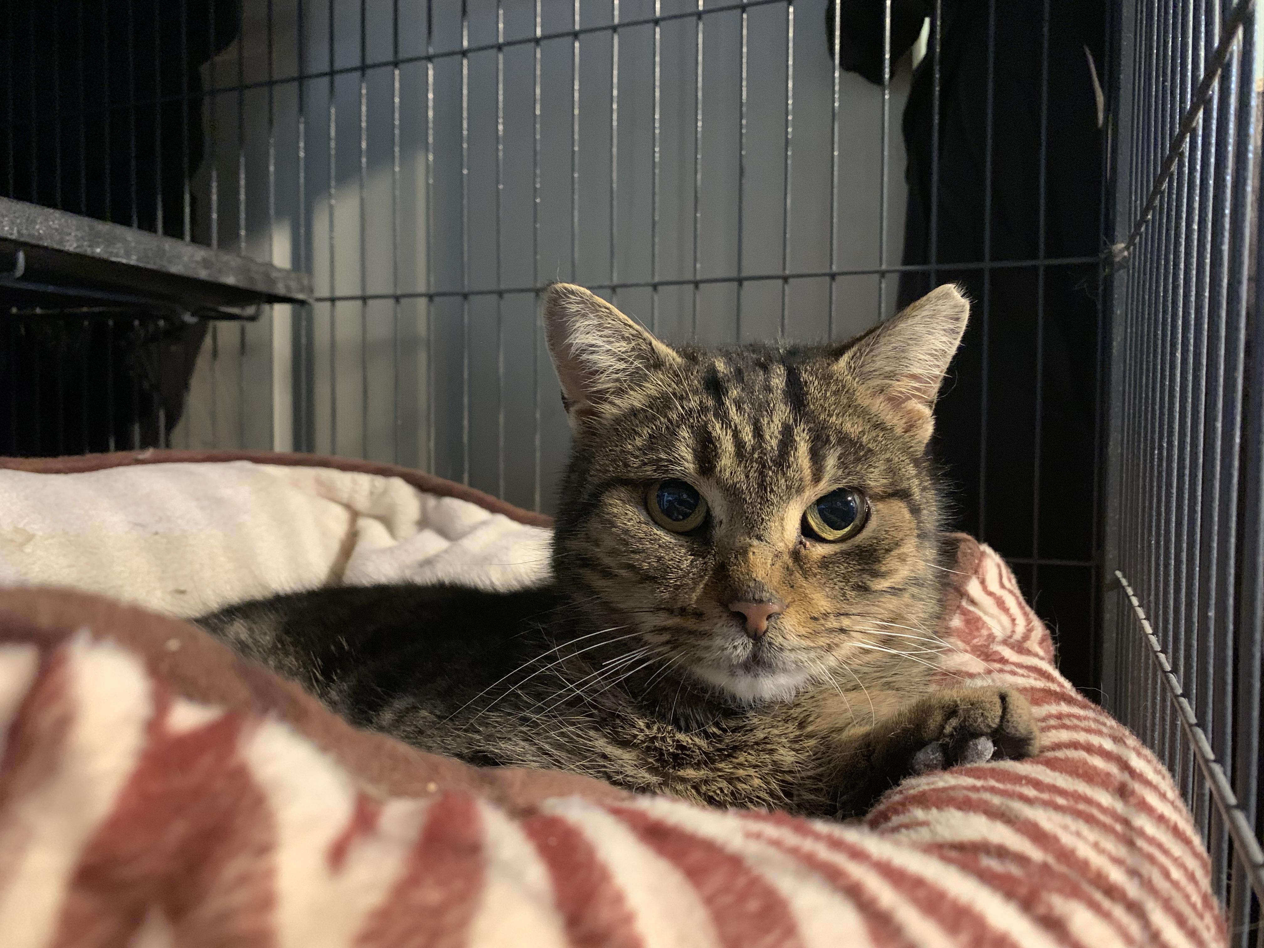 Enlarge Sabrina, a Adoptable Domestic Short Hair in Zephyr, ON image 2/2