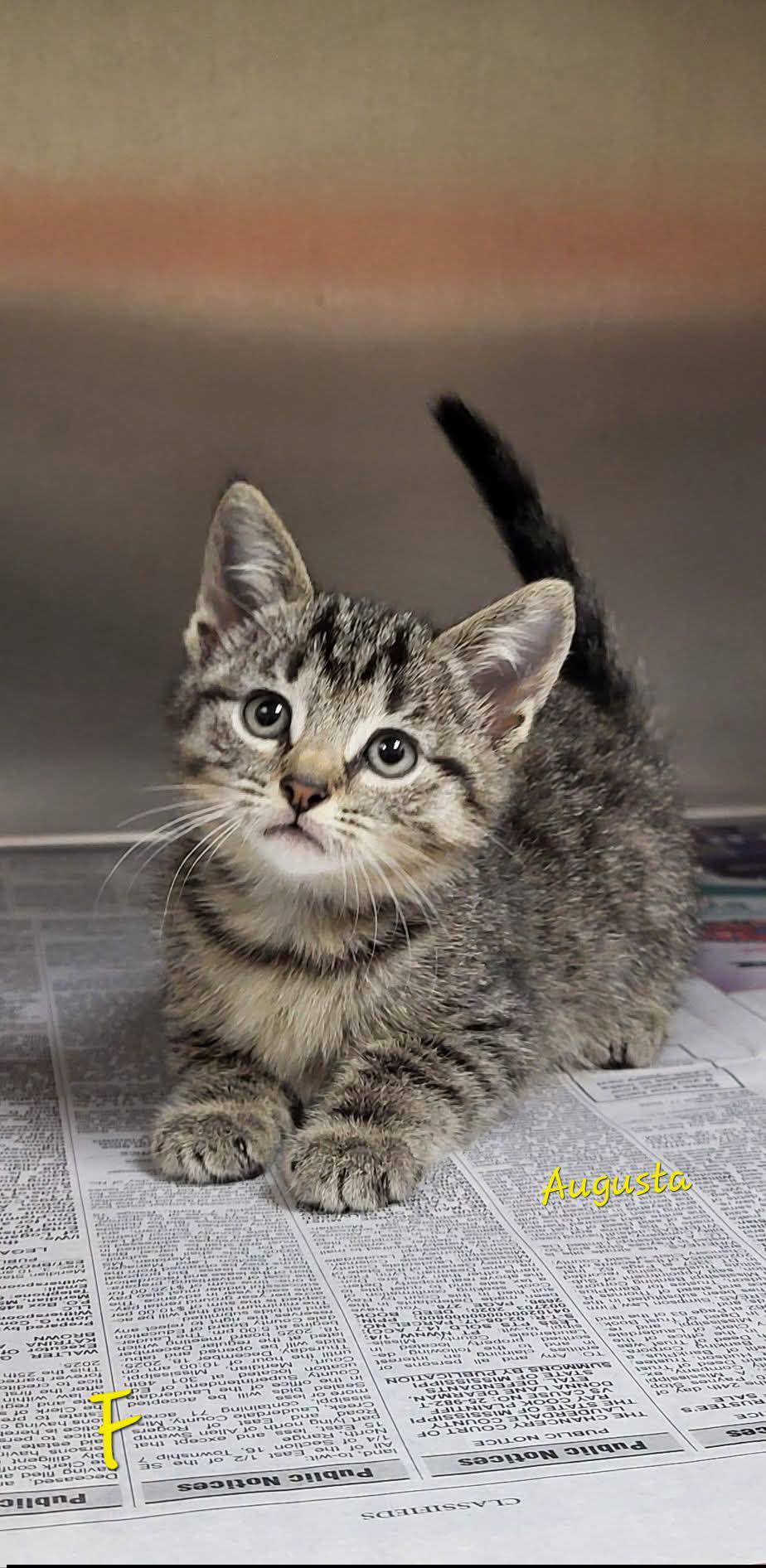Augusta, ADOPTABLE, Kitten Female Domestic Short Hair.
