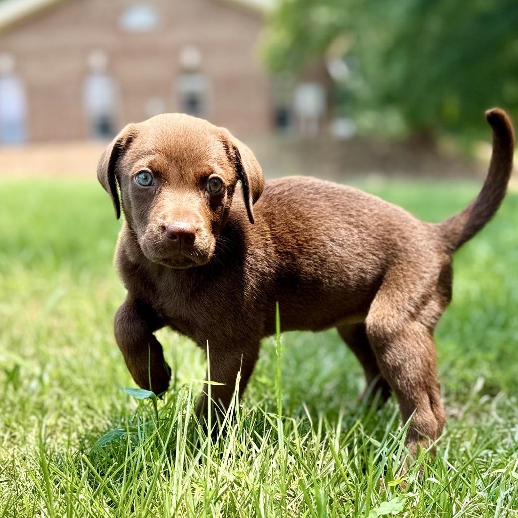 Enlarge Amy (in PA), a Adoptable Retriever in Shoemakersville, PA image 3/6