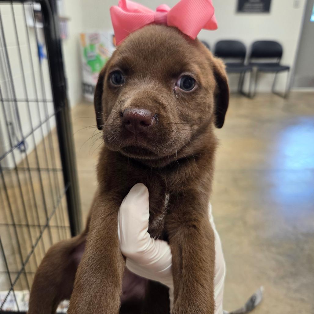 Enlarge Amy (in PA), a Adoptable Retriever in Shoemakersville, PA image 6/6