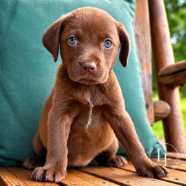 Amy (in PA), Adoptable, Puppy Female Retriever.