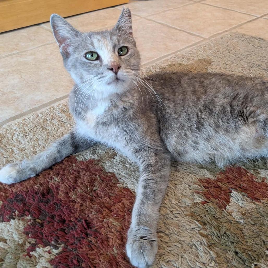 Enlarge America (Holland Cat Cove), a Adoptable Domestic Short Hair in West Olive, MI image 1/1