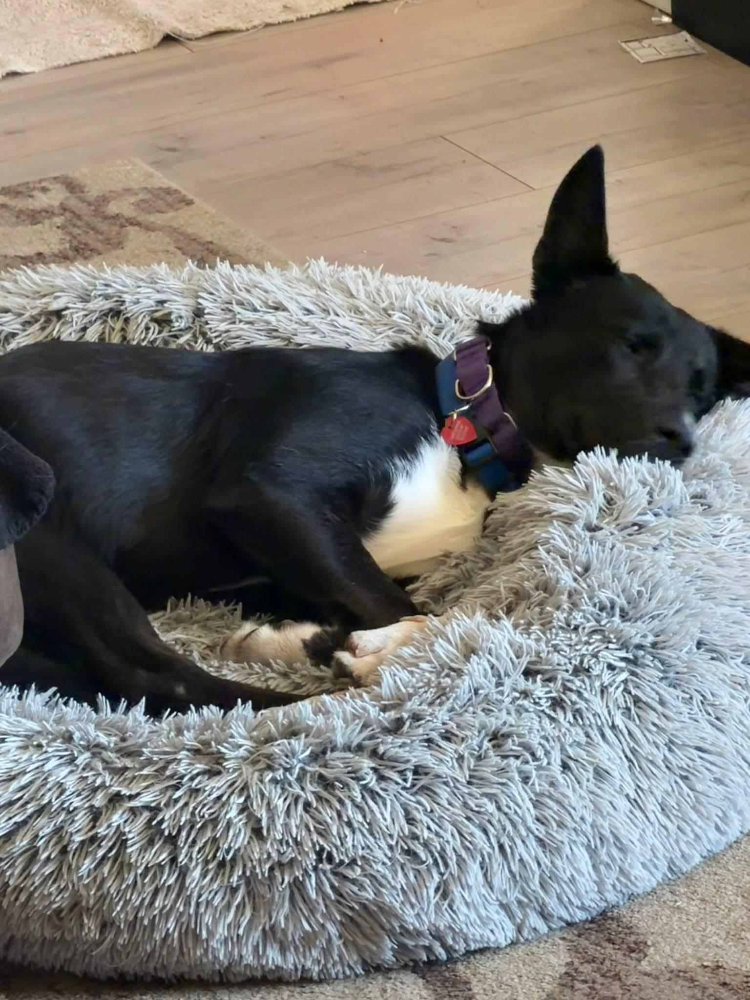 Enlarge 26Jersey Mikes, a Adoptable mixed breed in Shingle Springs, CA image 4/6