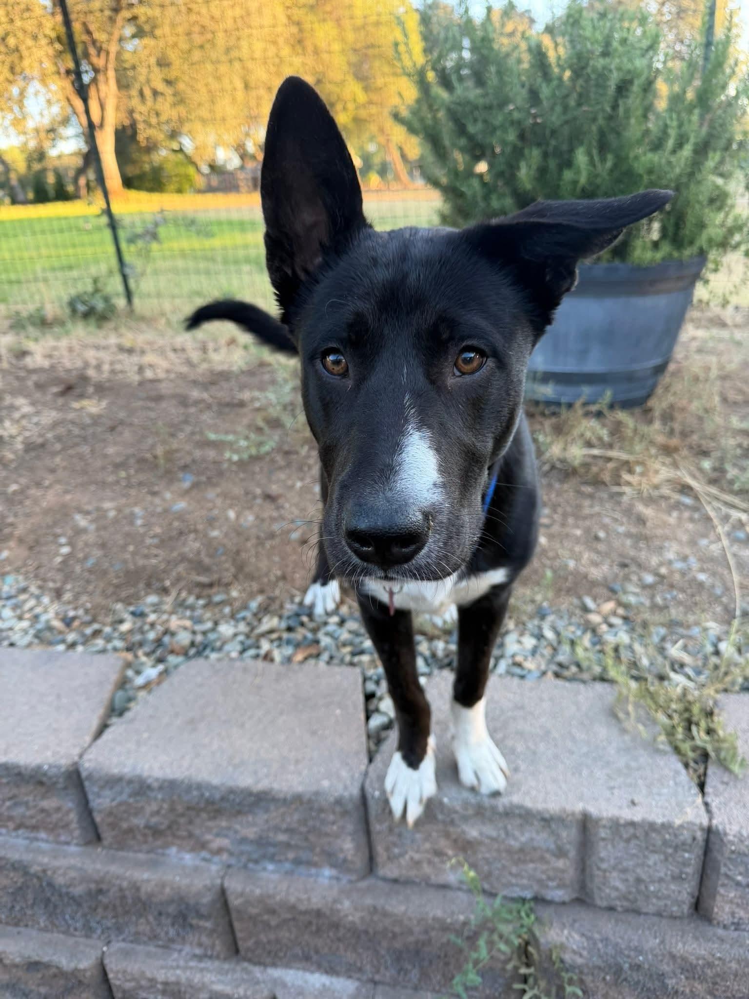 Enlarge 26Jersey Mikes, a Adoptable mixed breed in Shingle Springs, CA image 6/6