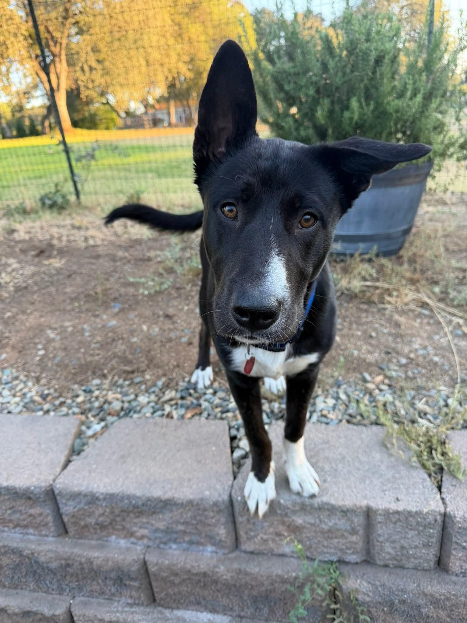 Enlarge 26Jersey Mikes, a Adoptable mixed breed in Shingle Springs, CA image 3/6