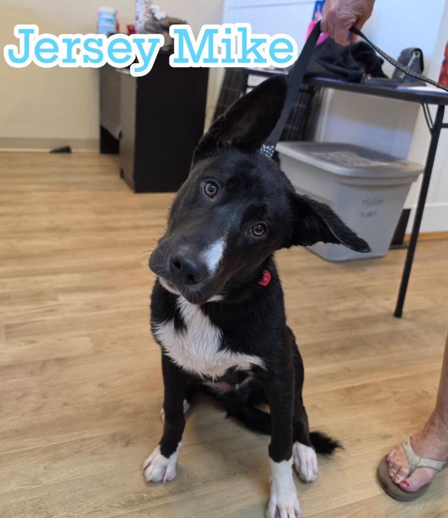 Enlarge 26Jersey Mikes, a Adoptable mixed breed in Shingle Springs, CA image 5/6