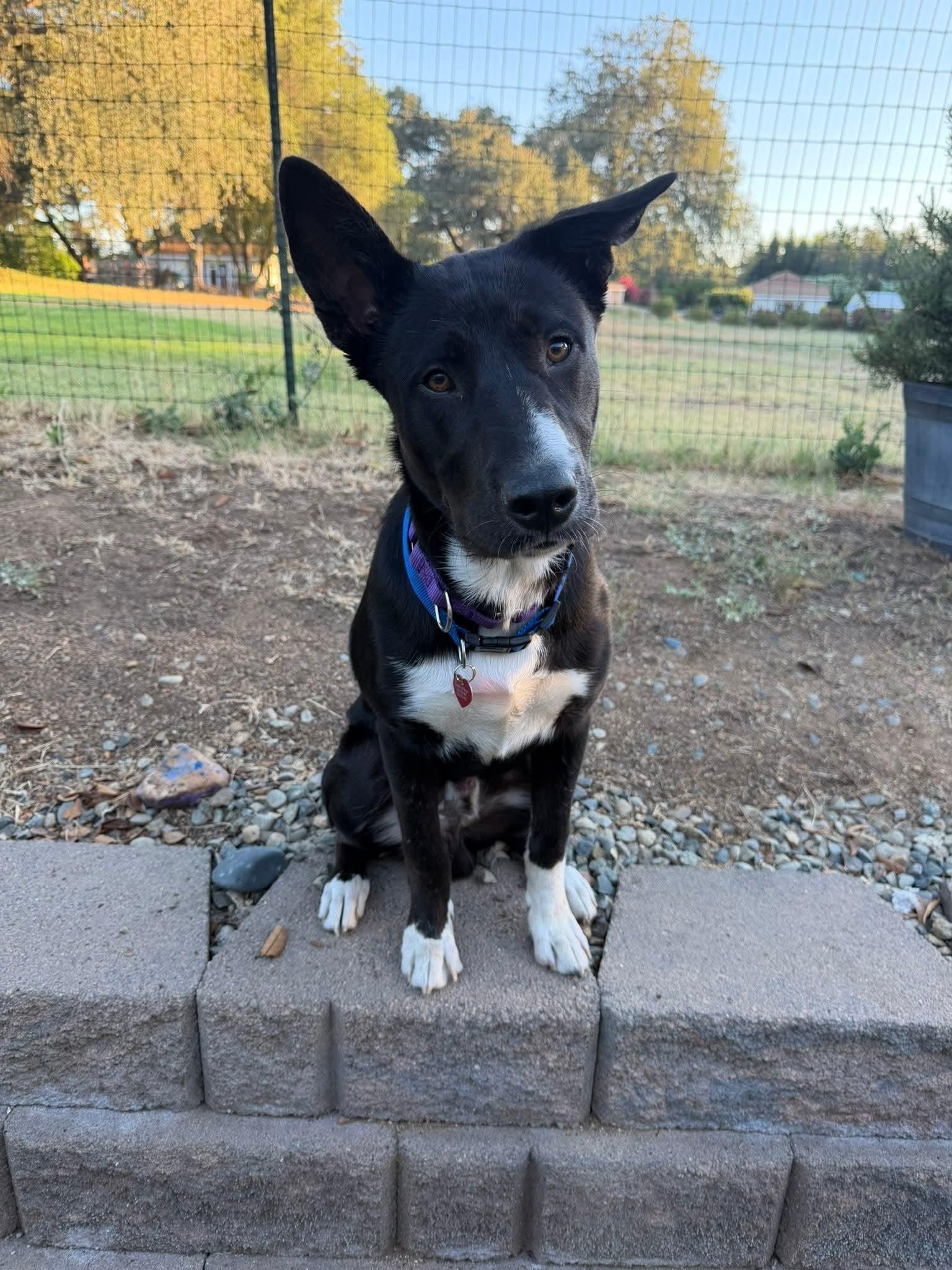 Enlarge 26Jersey Mikes, a Adoptable mixed breed in Shingle Springs, CA image 2/6