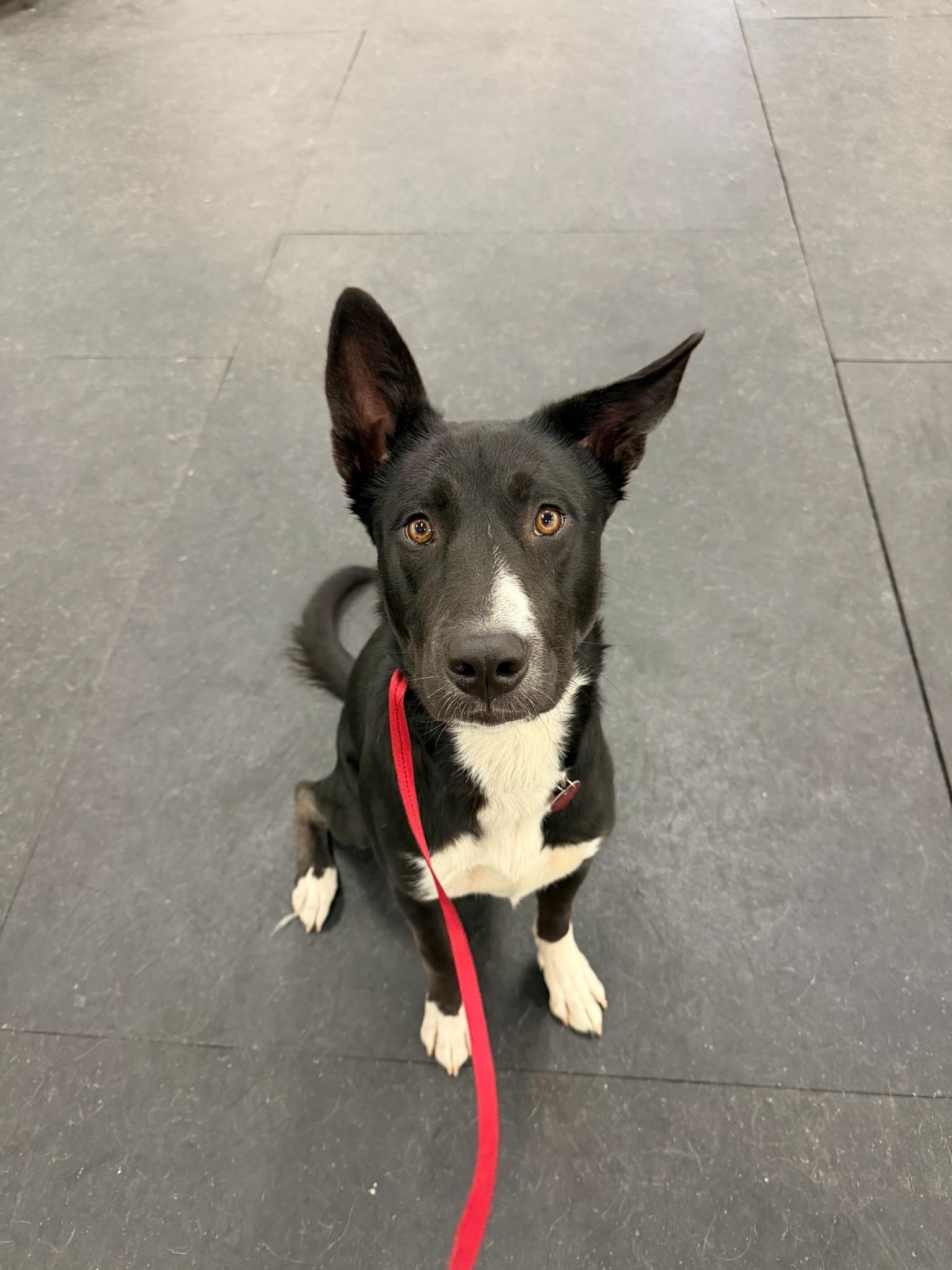 Enlarge 26Jersey Mikes, a Adoptable mixed breed in Shingle Springs, CA image 1/6