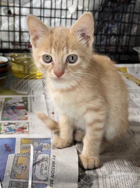 Ginger, Adopted, Kitten Male Domestic Medium Hair.