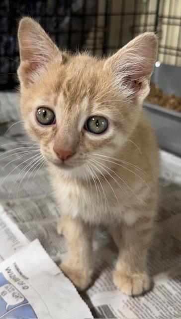 Enlarge Ginger, a Adopted Domestic Medium Hair in Apollo, PA image 2/3
