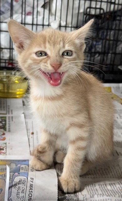 Enlarge Ginger, a Adopted Domestic Medium Hair in Apollo, PA image 3/3