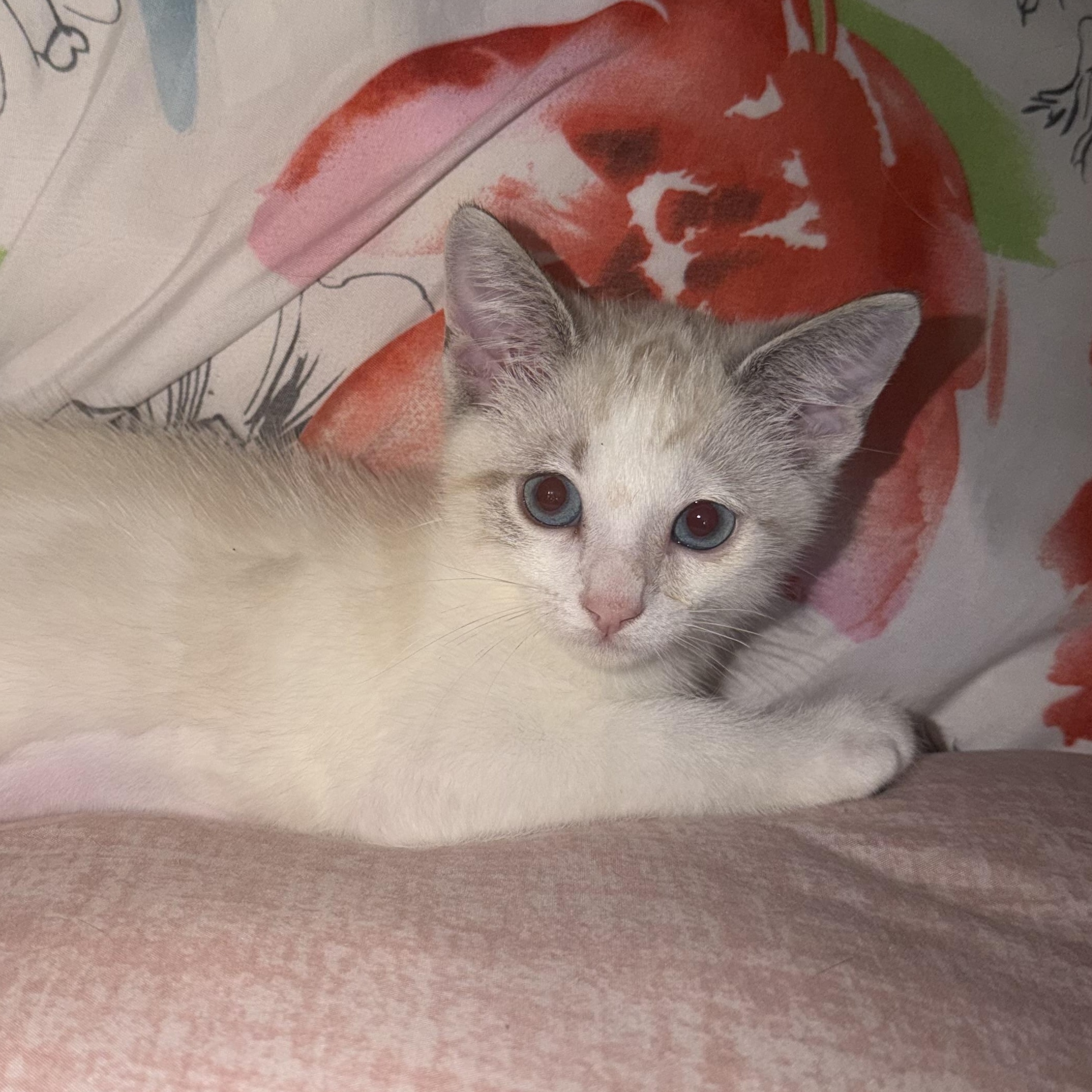 Skye, adopted, Kitten Female Siamese & Domestic Short Hair.