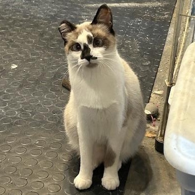 Lil’ Bandit, an adoptable Siamese in Devils Lake, ND, 58301 | Photo Image 1