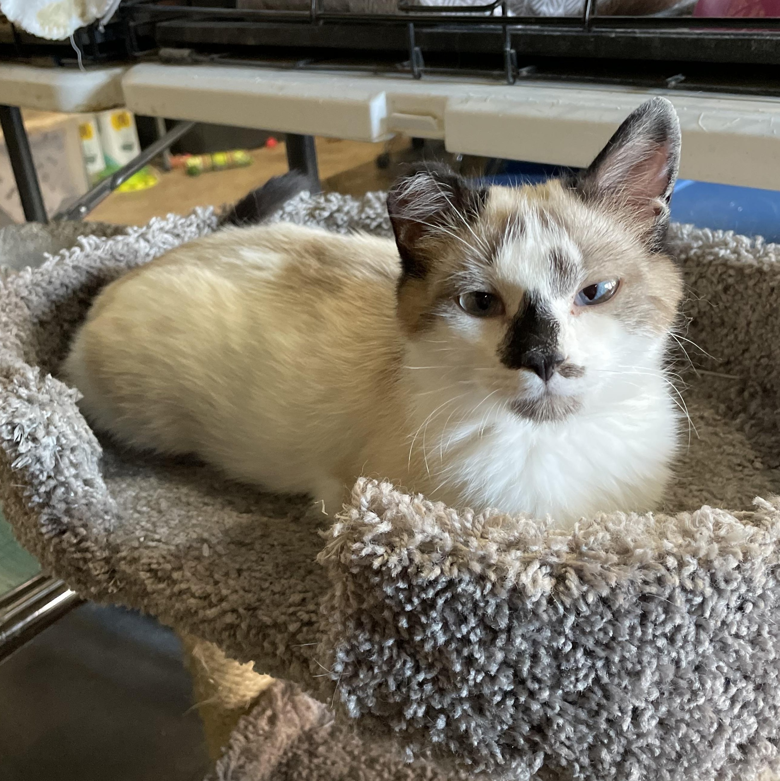 Lil’ Bandit, an adoptable Siamese in Devils Lake, ND, 58301 | Photo Image 2
