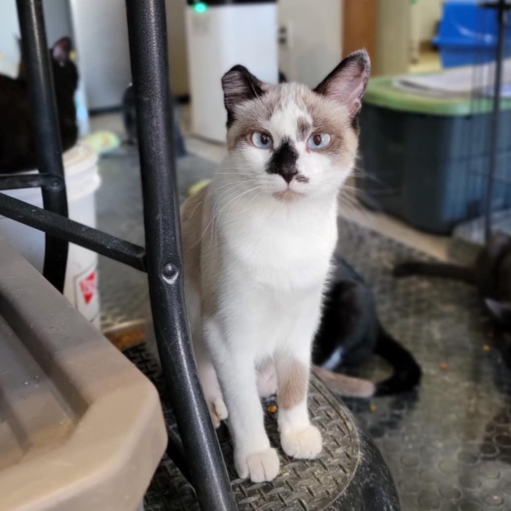 Lil’ Bandit, an adoptable Siamese in Devils Lake, ND, 58301 | Photo Image 3