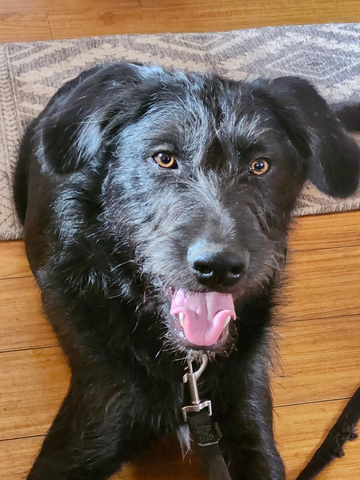 Enlarge Brian, a ADOPTABLE mixed breed in Burbank, CA image 2/6