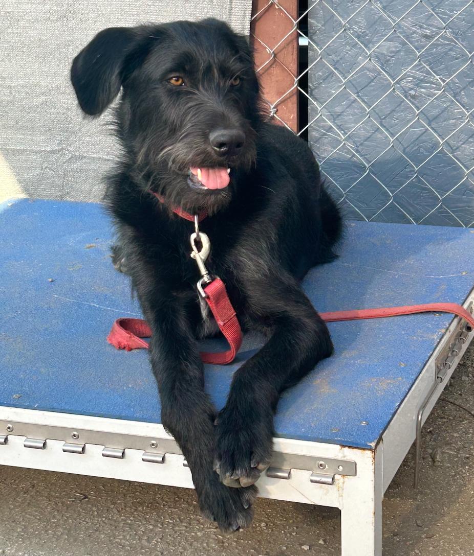Brian, ADOPTABLE, Young Male Labradoodle & German Wirehaired Pointer.