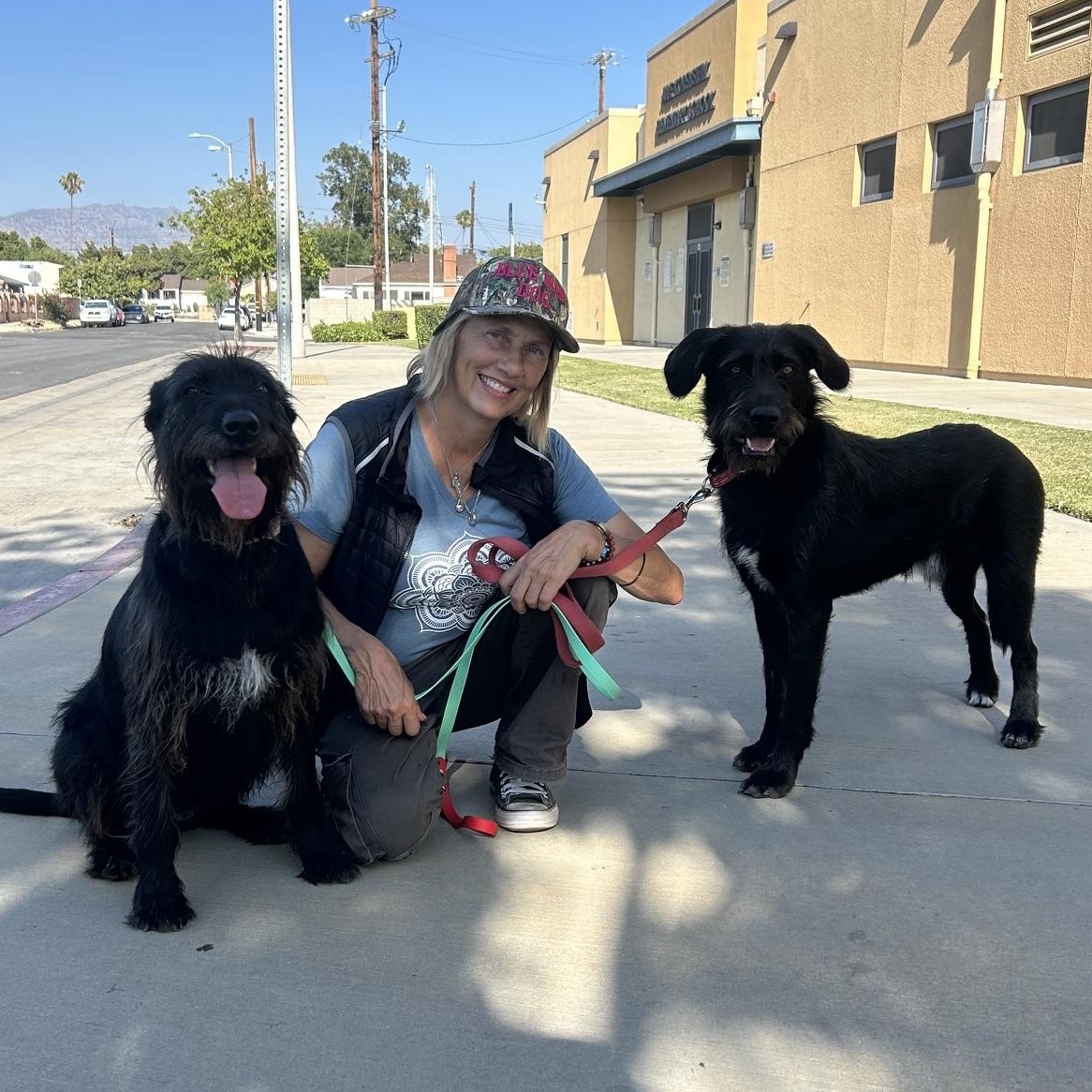 Enlarge Brian, a ADOPTABLE mixed breed in Burbank, CA image 6/6
