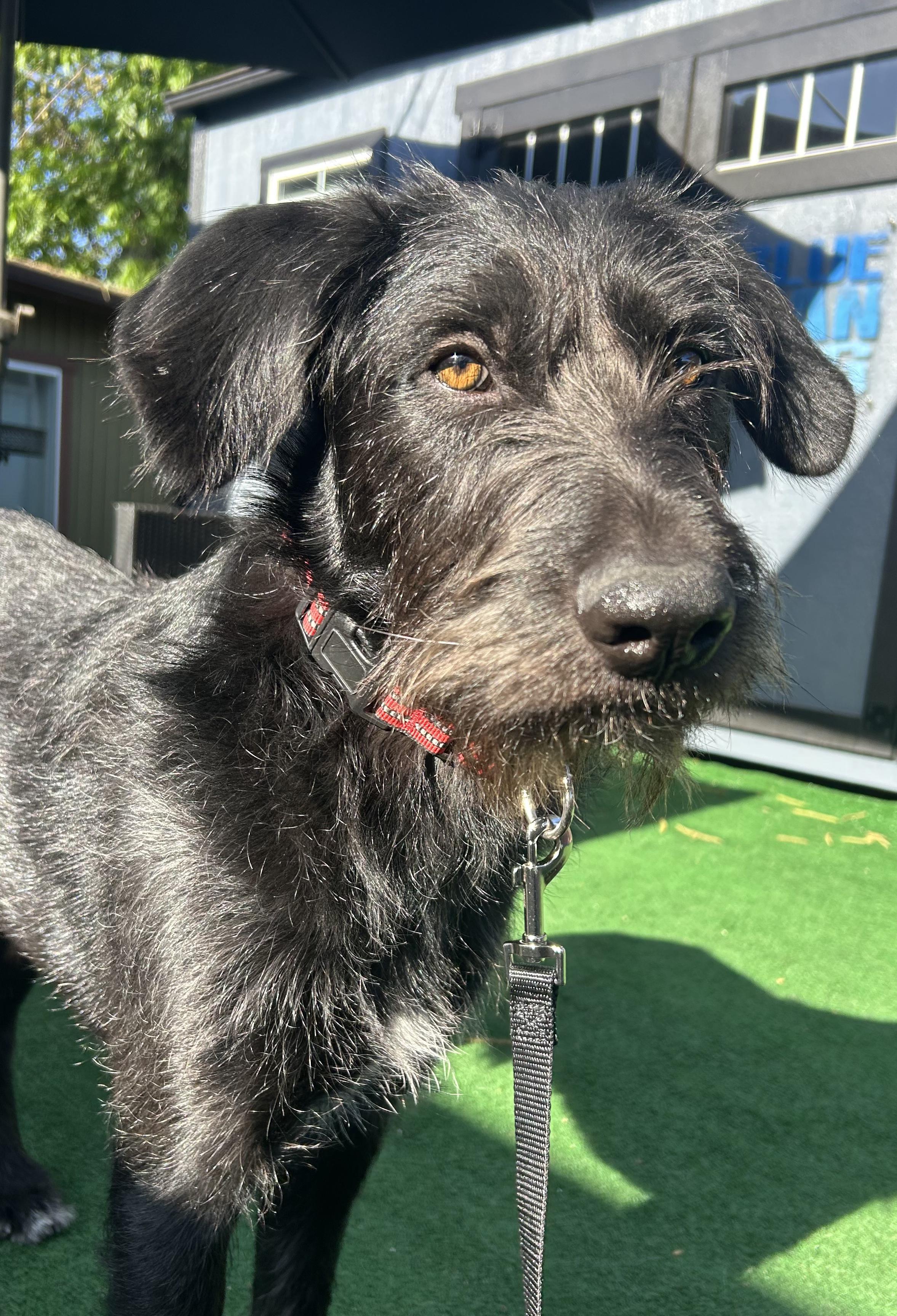 Enlarge Brian, a ADOPTABLE mixed breed in Burbank, CA image 4/6