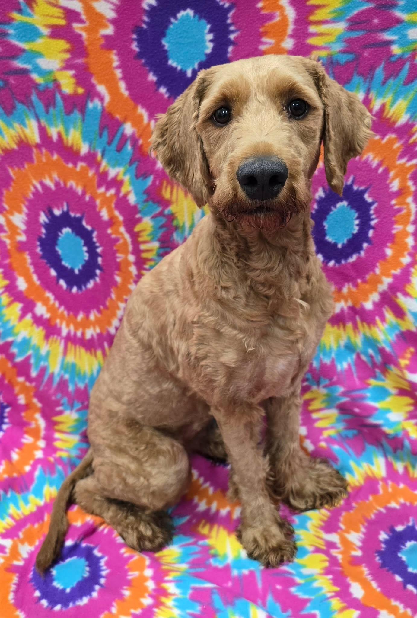 Moxi, an adopted Goldendoodle in Frankfort, IN image 2/5
