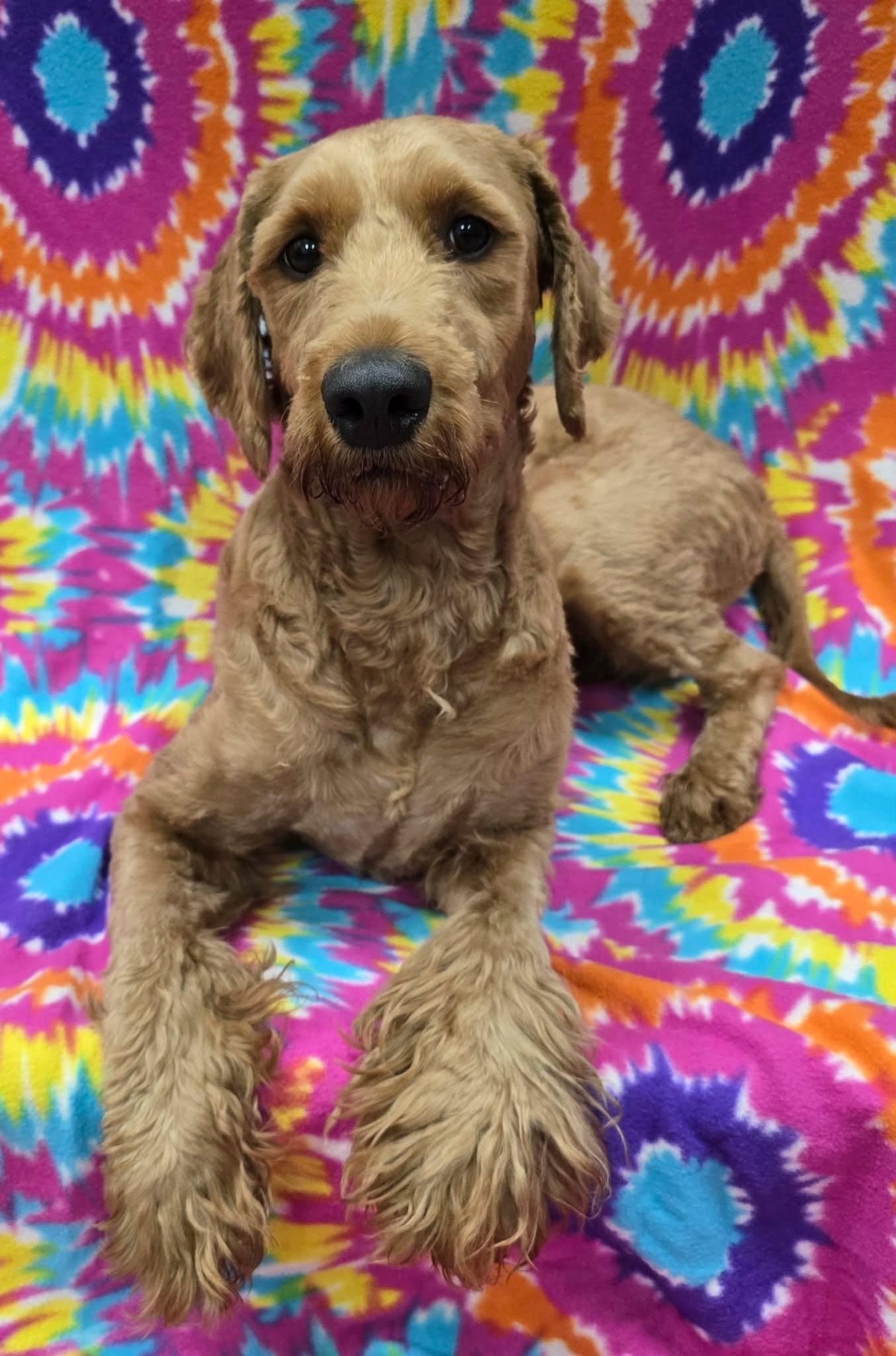 Moxi, an adopted Goldendoodle in Frankfort, IN image 5/5
