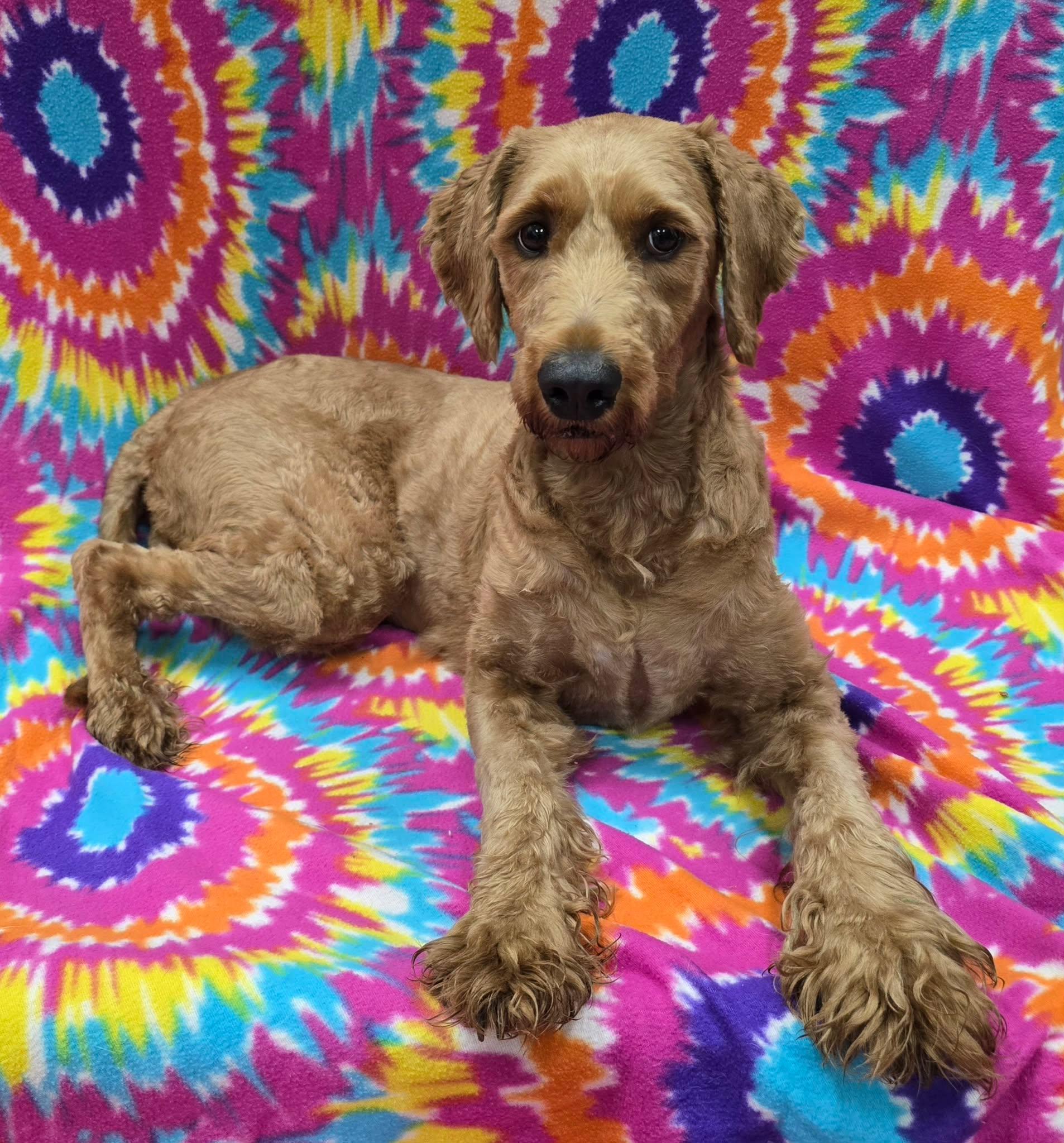 Moxi, an adopted Goldendoodle in Frankfort, IN image 3/5